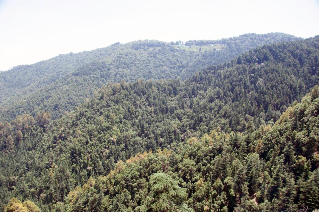 Summer Hill Resort Chail Zewnętrze zdjęcie